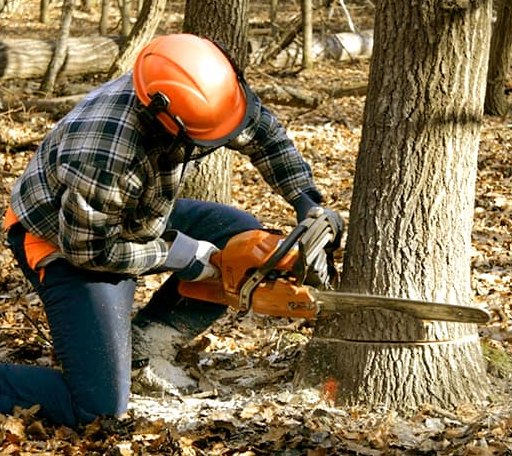 Tree Removal in Salisbury, NH